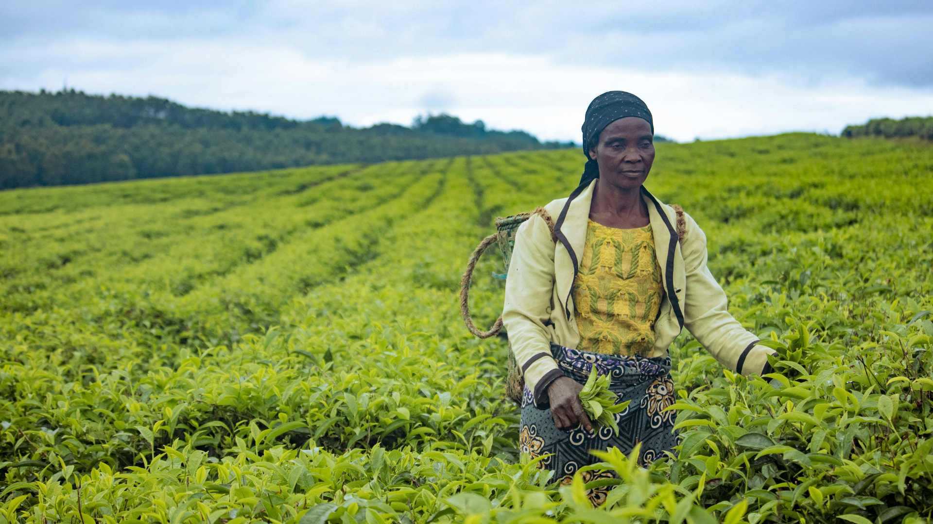 Dadaba Agro & Commodities — sourcing and trading of agricultural products