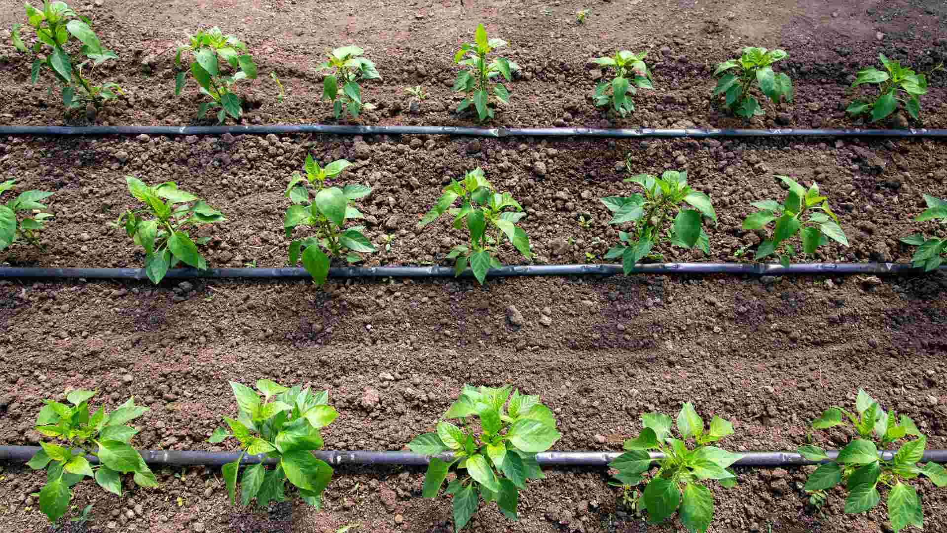 Drip irrigation & fertigation