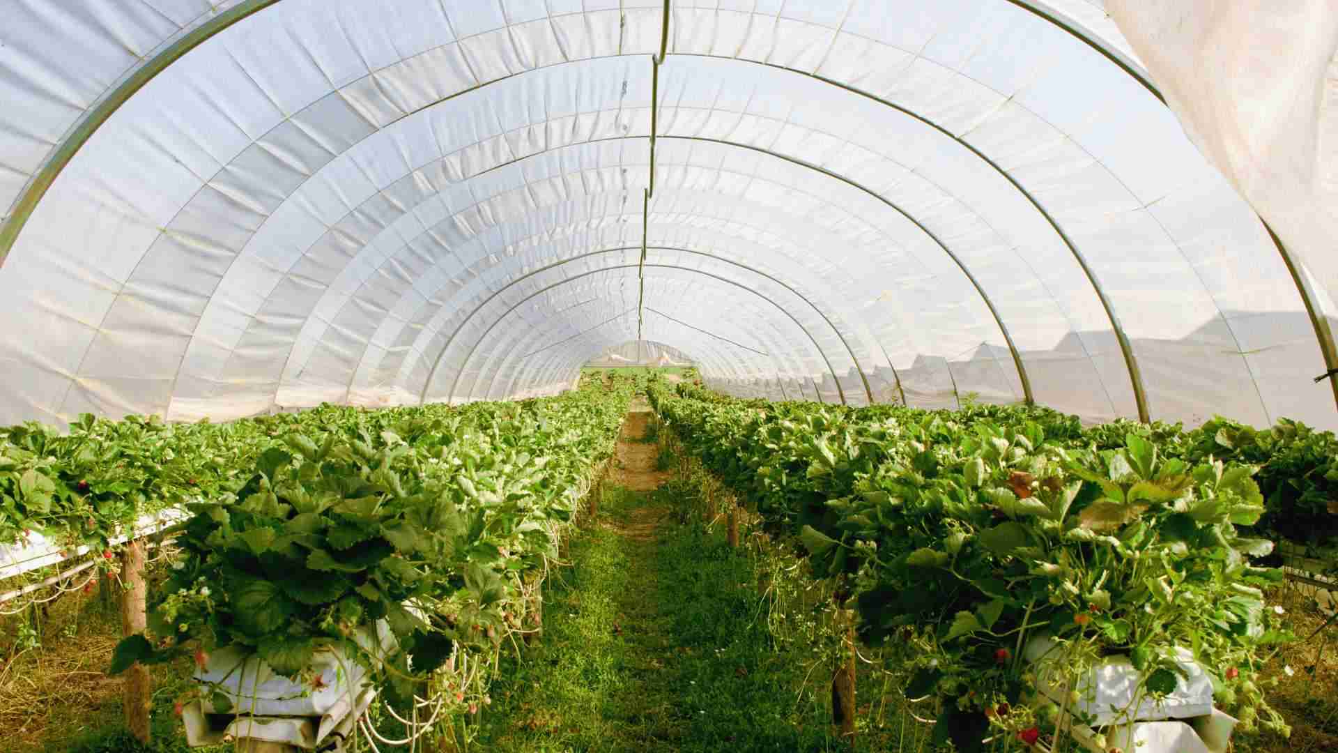 Greenhouse clusters