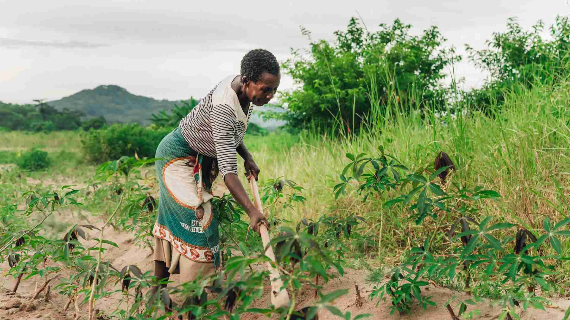 Outgrower network